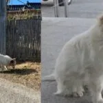 jeju air crash dog