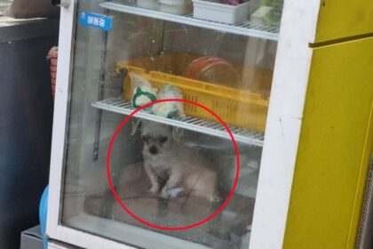 dog in fridge